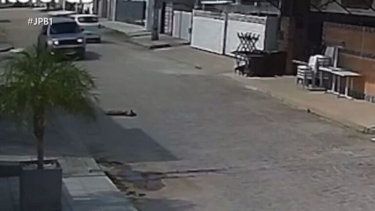 cachorro-atropelado.jfif