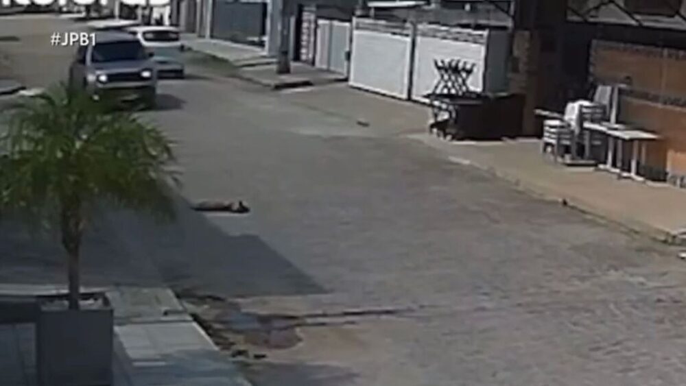 cachorro-atropelado.jfif