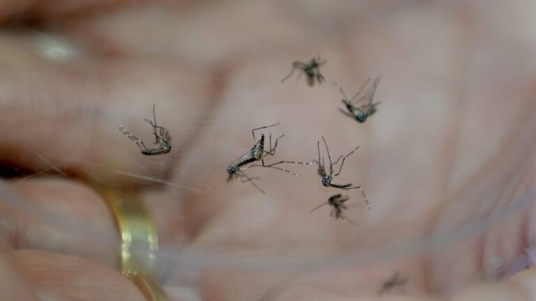 211124-dengue-aedes-aegypti-larvas-e-mosquiro-foto-carlos-bassan-34-