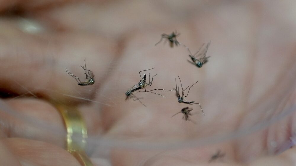 211124-dengue-aedes-aegypti-larvas-e-mosquiro-foto-carlos-bassan-34-