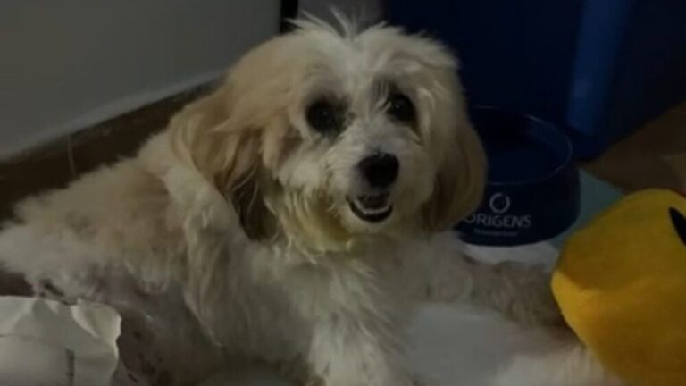 pelado-cachorro