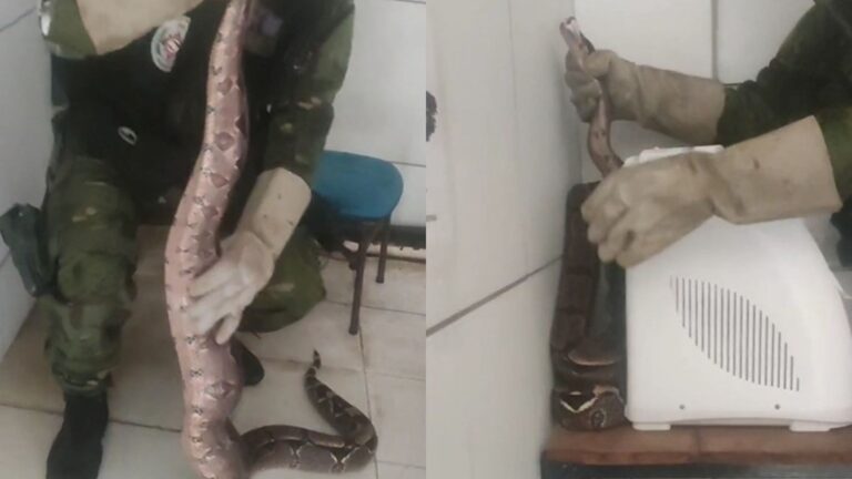 cobra-encontrada-na-ufpb