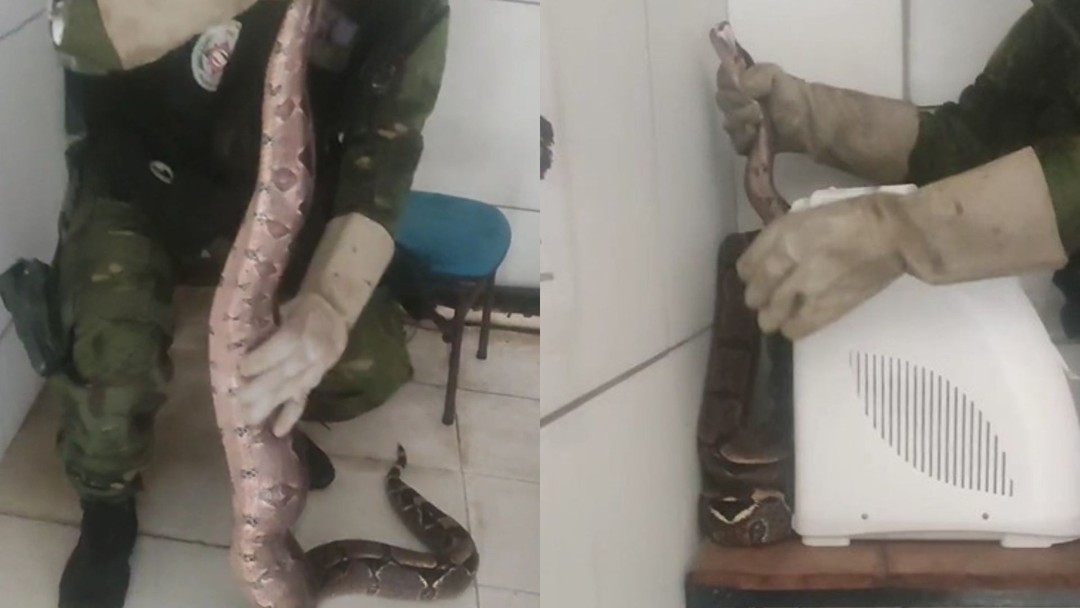 cobra-encontrada-na-ufpb