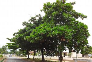 amendoeira.jpg
