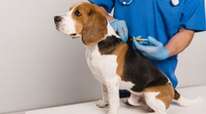 microchip.jpg
