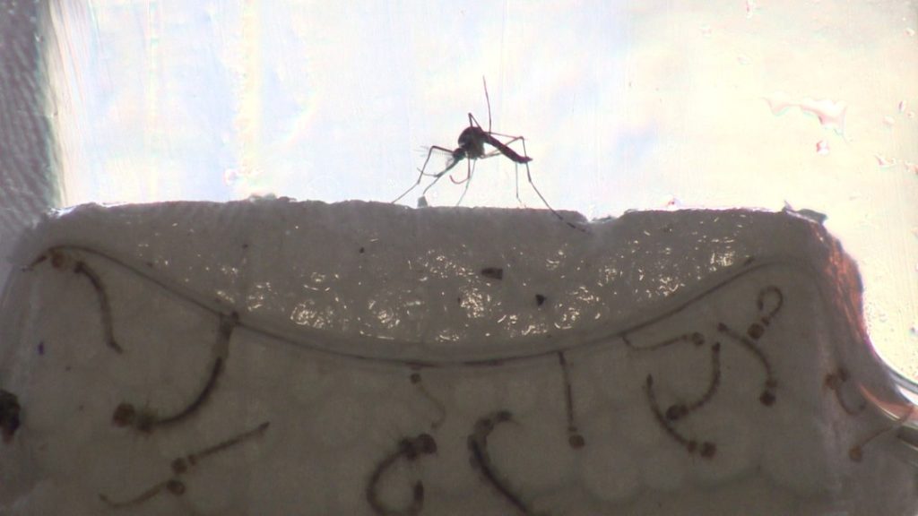 Foto: Reprodução/TV Vanguarda