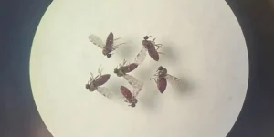240718-mosquito-culicoides-paraensis1-800x600_0.jpg
