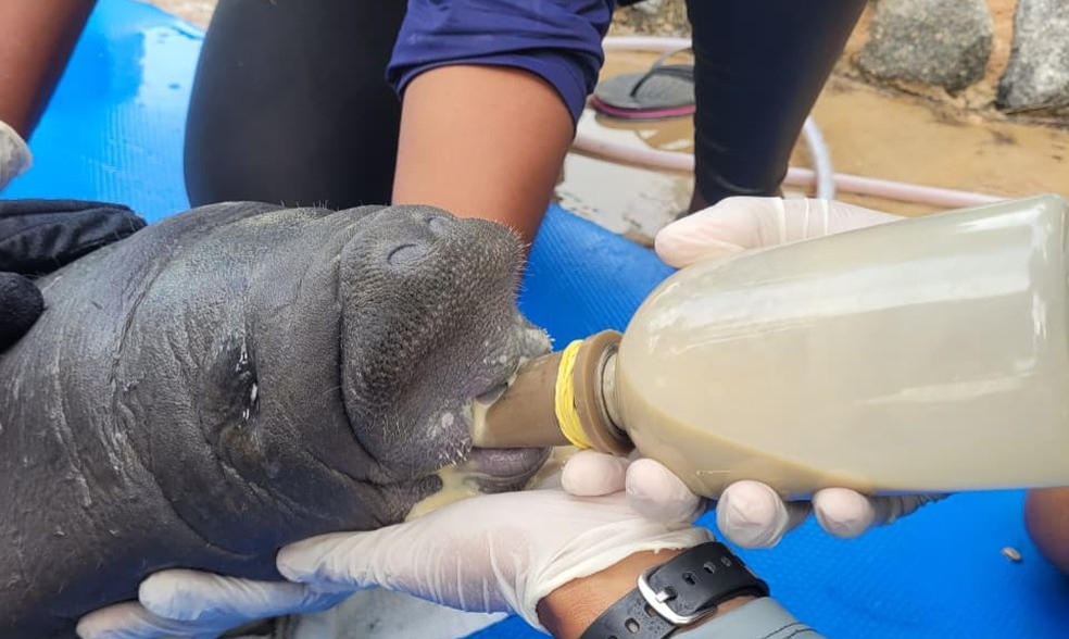 Filhote de peixe-boi-marinho é resgatado após encalhar em praia da Paraíba 22 peixe boi