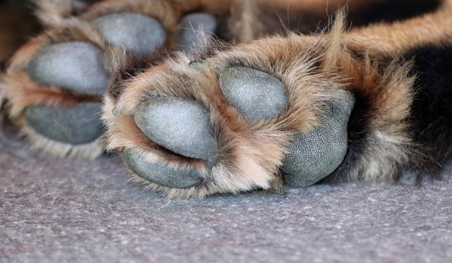 Polícia Civil abre inquérito para investigar morte de 70 animais em Teixeira 19 g1-2026-01-21t142433.111 (1)