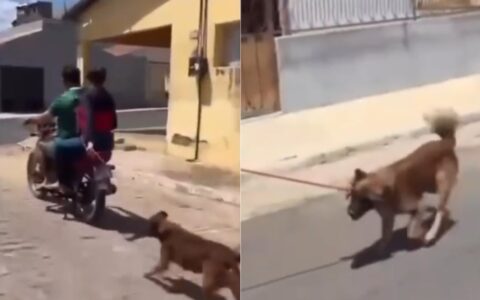 Polícia Civil investiga maus-tratos contra cachorro arrastado por moto no Sertão da PB